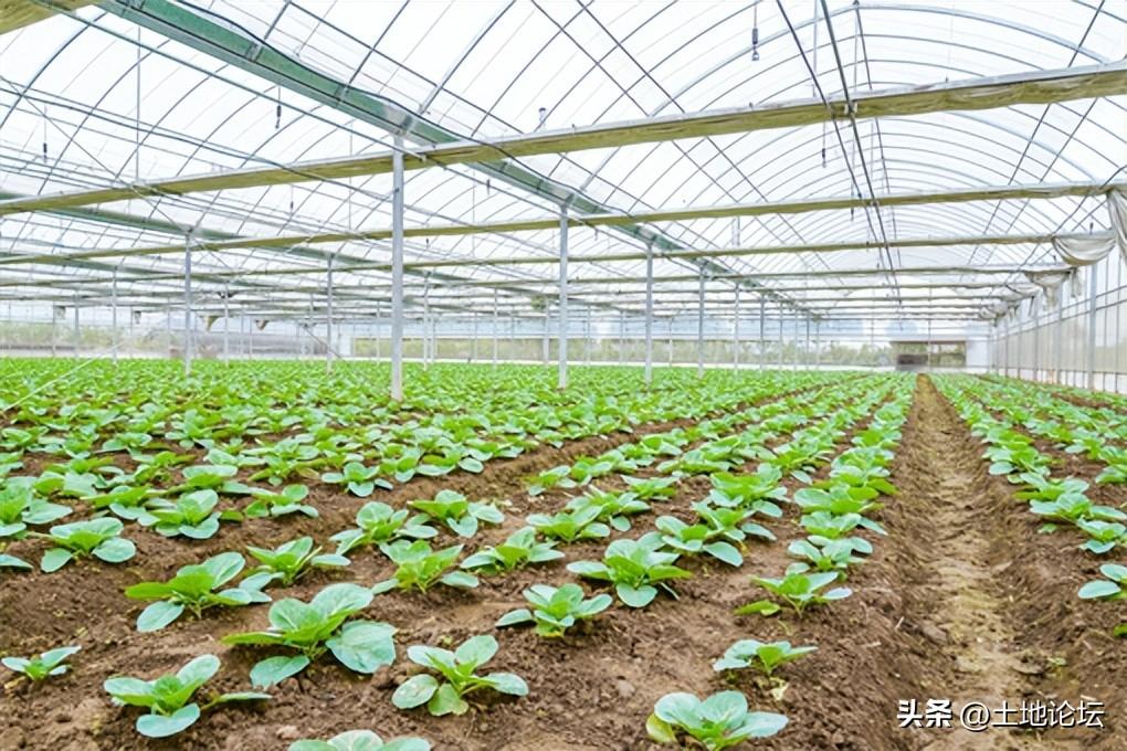 温室种什么最赚钱_温室种植什么前景最好_温室种植致富项目