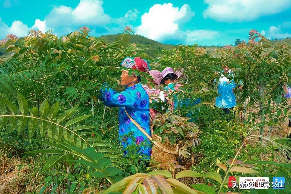 致富经种植香椿芽_香椿芽种植技术视频_种香椿芽的市场前景如何