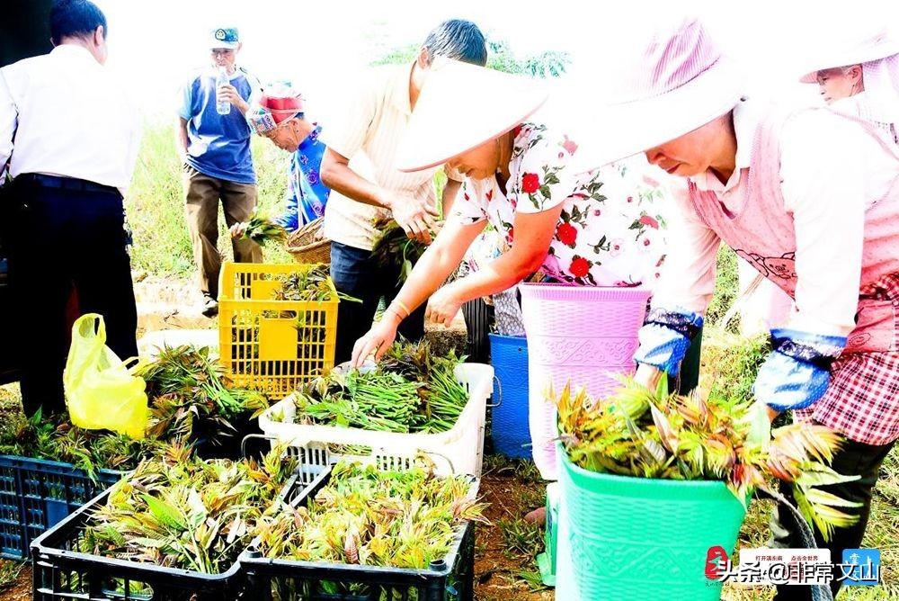 种香椿芽的市场前景如何_致富经种植香椿芽_香椿芽种植技术视频