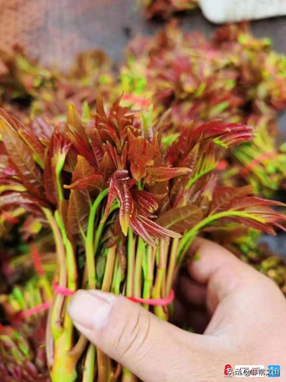 种香椿芽的市场前景如何_香椿芽种植技术视频_致富经种植香椿芽