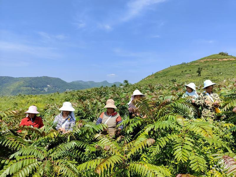 “归雁”曾武成：种好“香椿树”带富全村人