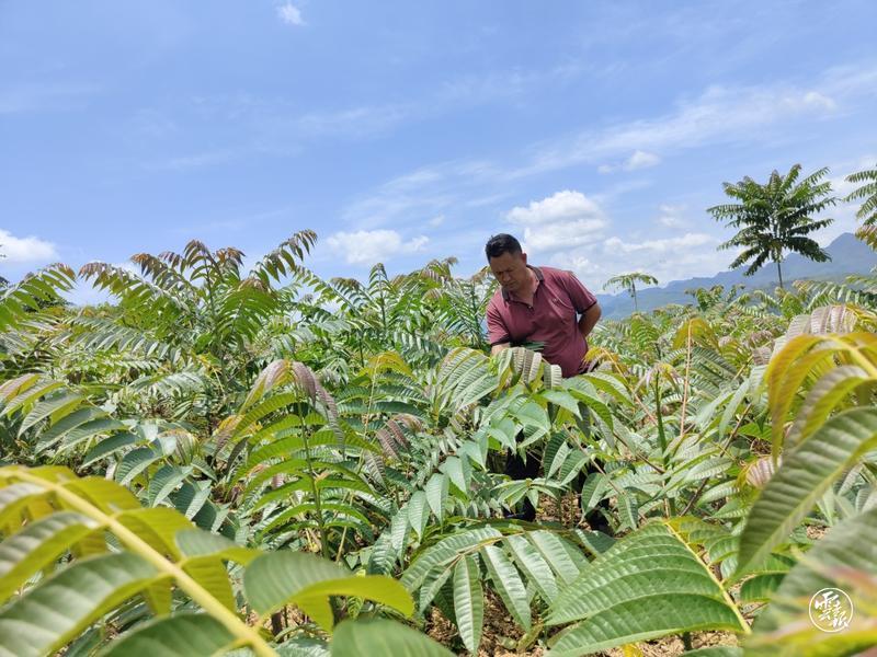 种植香椿芽利润大吗_致富经种植香椿芽_种香椿芽的市场前景如何