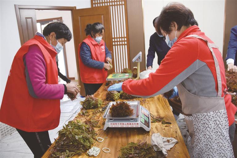 香椿树长出“致富芽”