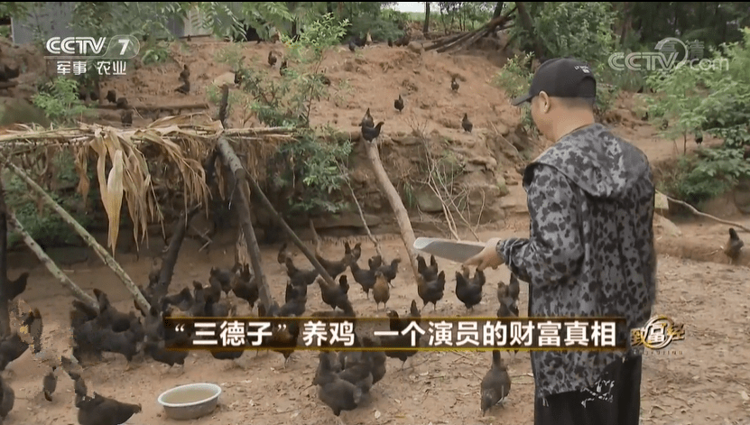 央视致富经黑鸡_中央电视台致富经养鸡_央视致富节目