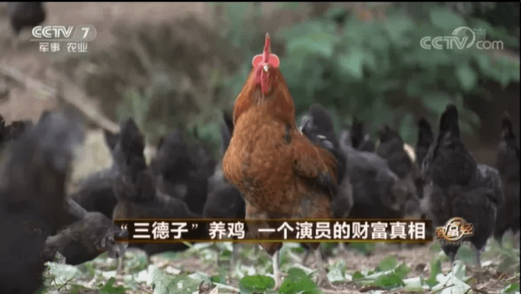 央视致富节目_中央电视台致富经养鸡_央视致富经黑鸡