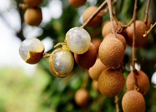 种植元眼技术哪个季节种_季节种植表_种眼睫毛效果图