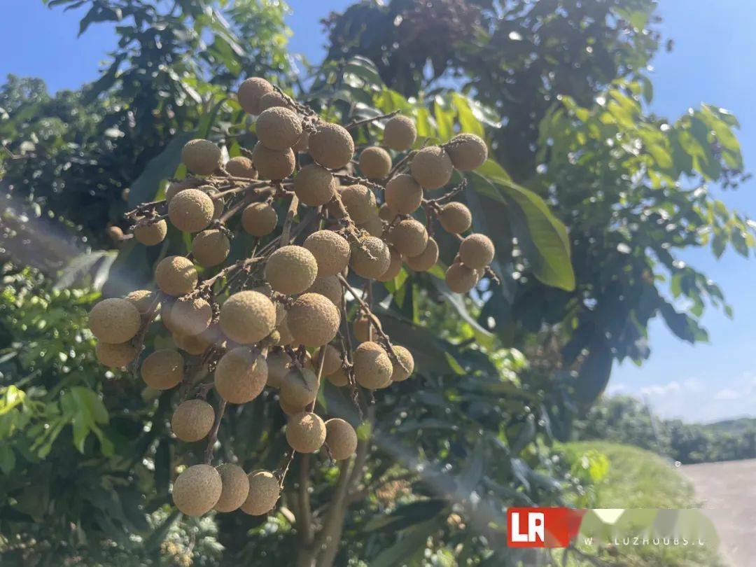 种植元眼技术哪个季节种_季节种植表_种眼睫毛效果图