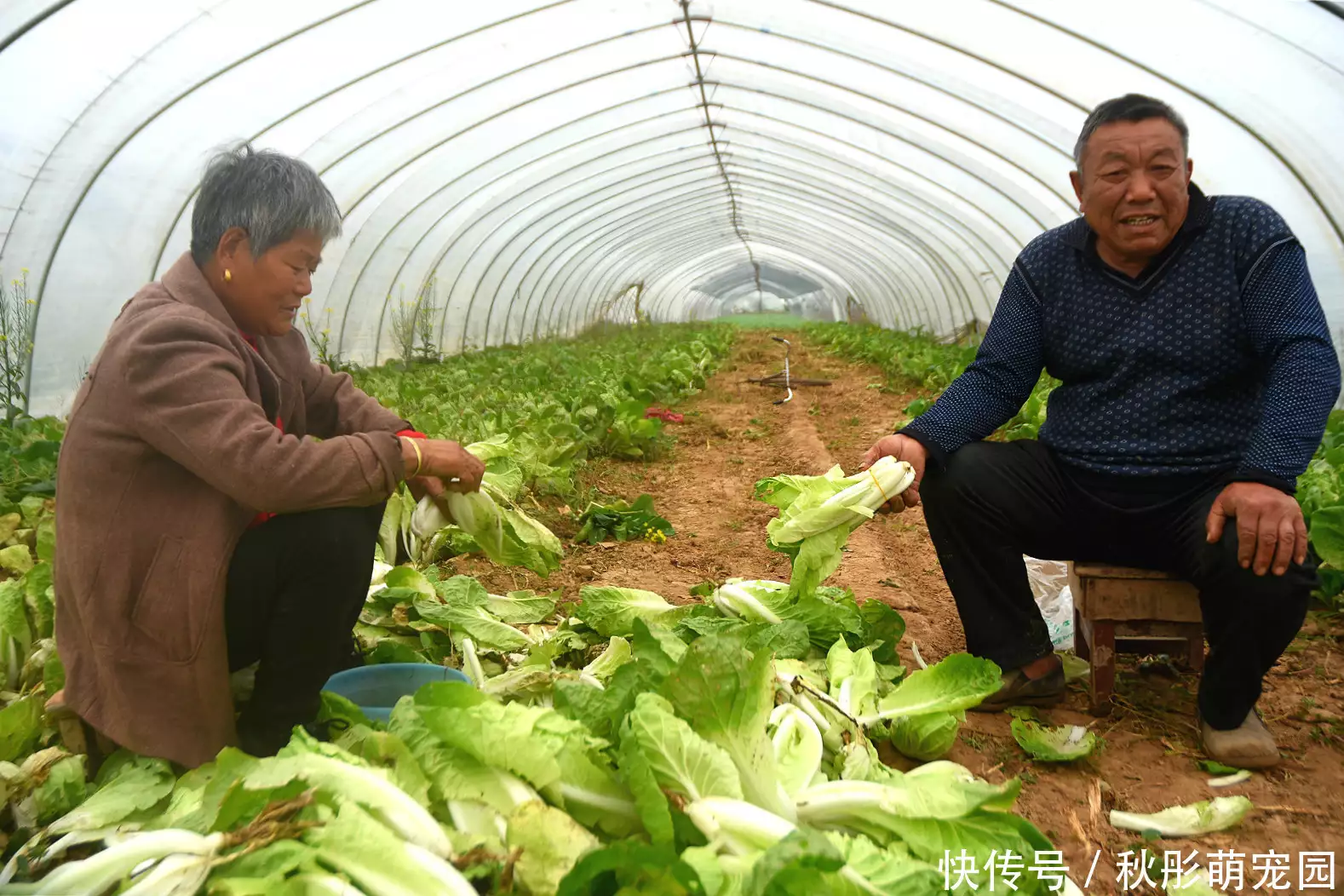 七旬老农民种植快菜，30天就能成熟，名字虽陌生，但身边很常见播报文章