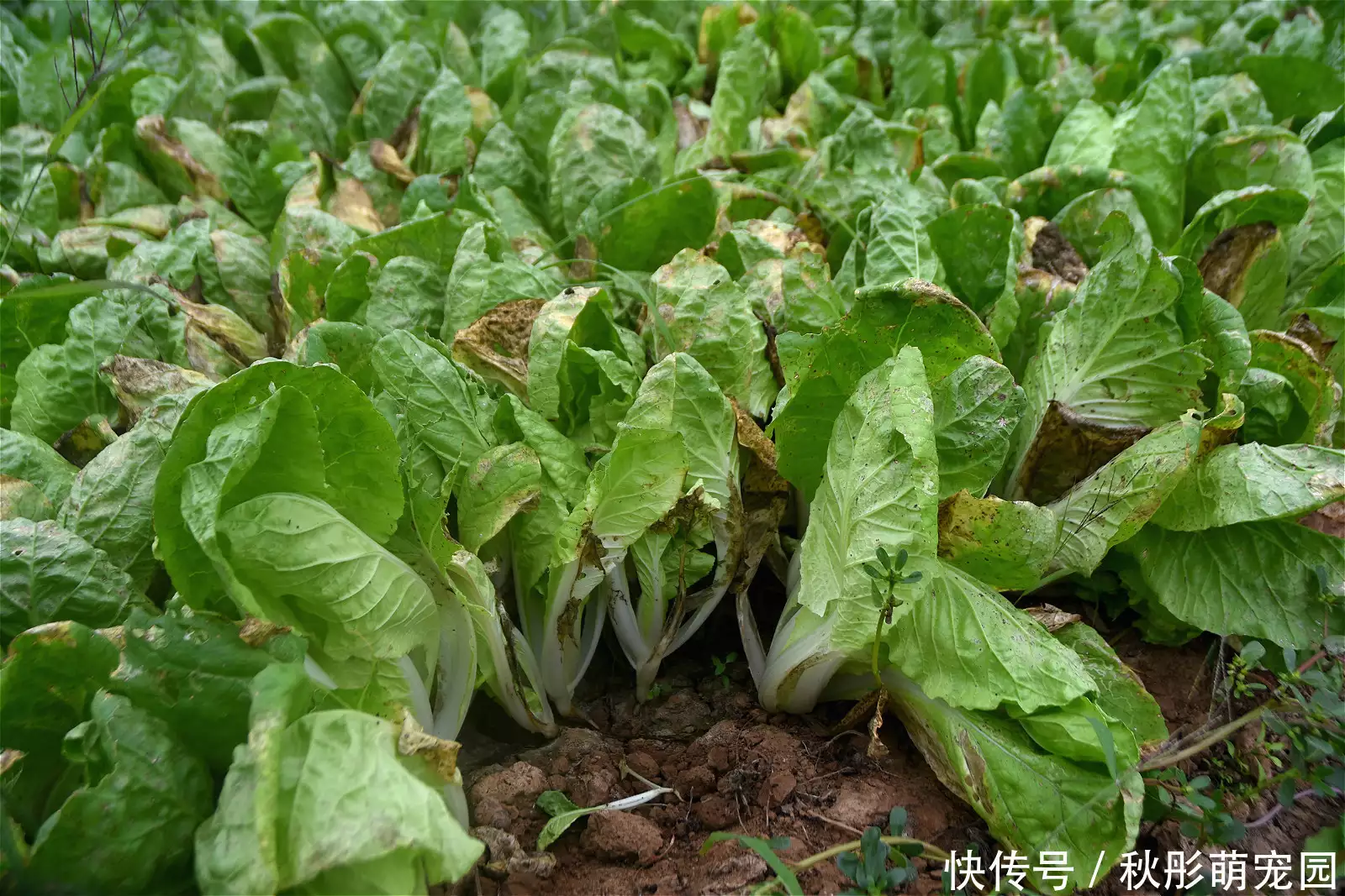 种植蔬菜致富_快菜种植致富_致富经种蔬菜种出千万财富