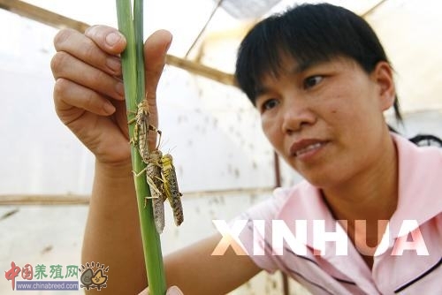 致富养殖蝗虫项目介绍_养殖蝗虫致富项目_致富养殖蝗虫项目有哪些