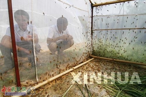 养殖蝗虫致富项目_致富养殖蝗虫项目有哪些_致富养殖蝗虫项目介绍