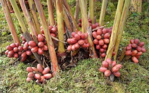 种植什么最赚钱农村|农村种植什么更能致富