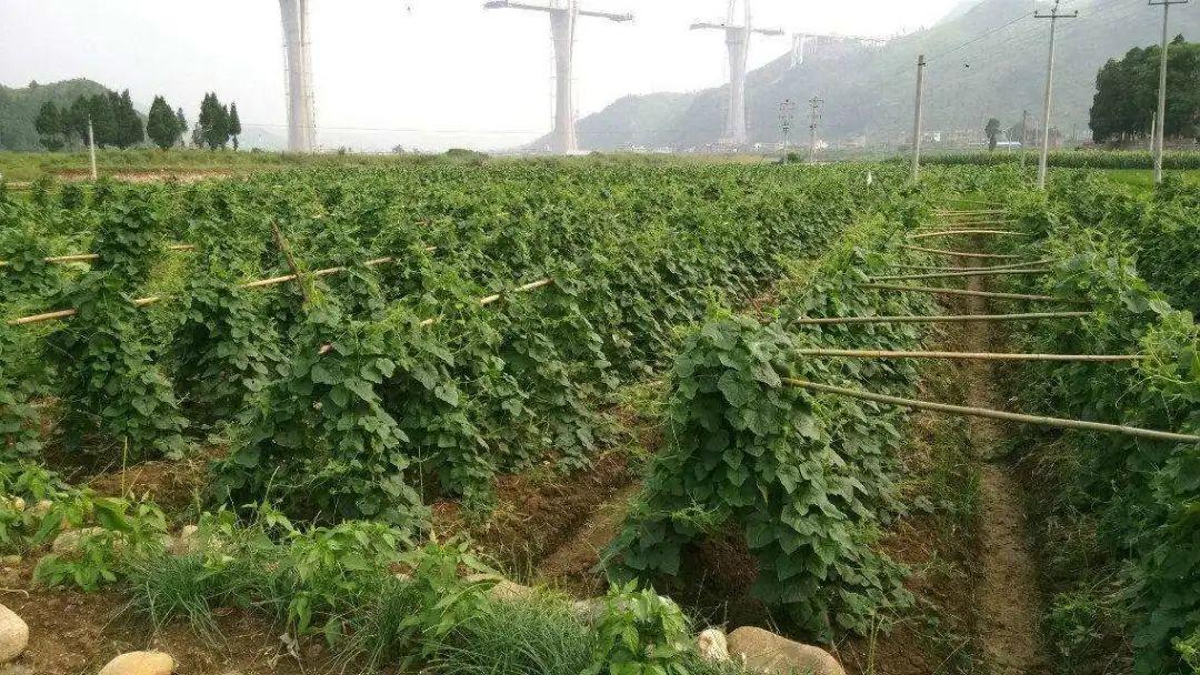 致富好项目种植_冷门致富的种植_致富冷门项目