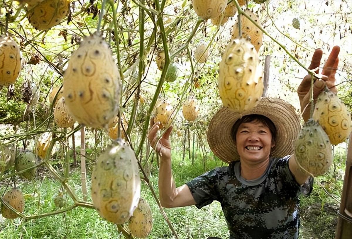 致富好项目种植_冷门致富的种植_致富冷门项目