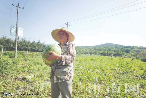 致富桃园种植图片高清_桃源致富经_种植桃园致富图片