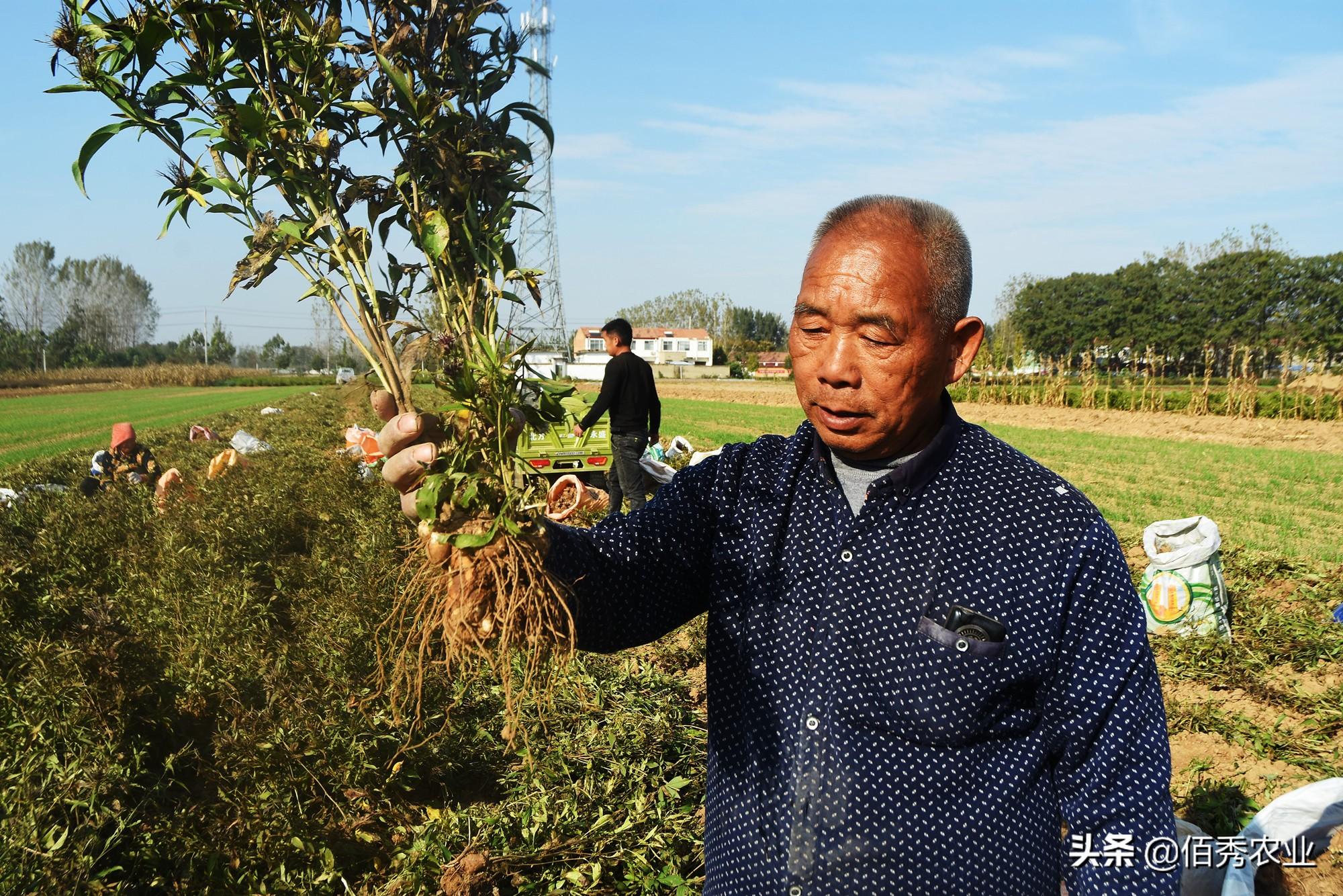 冷门致富的种植_致富种植什么比较赚大钱_致富种植创业项目