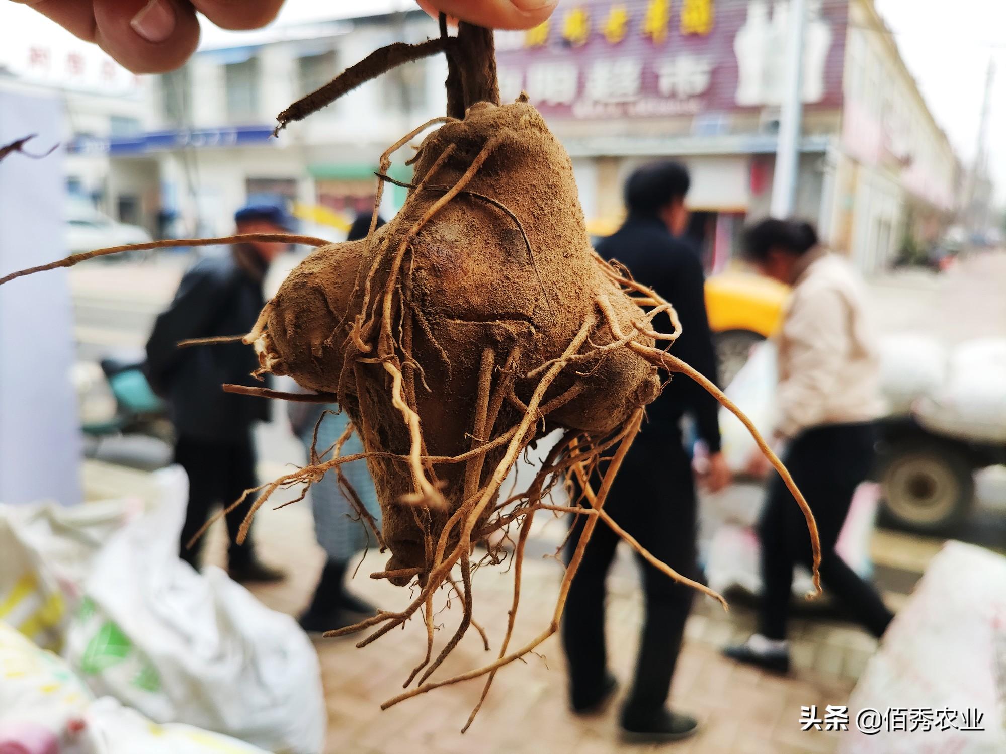 冷门致富的种植_致富种植什么比较赚大钱_致富种植创业项目