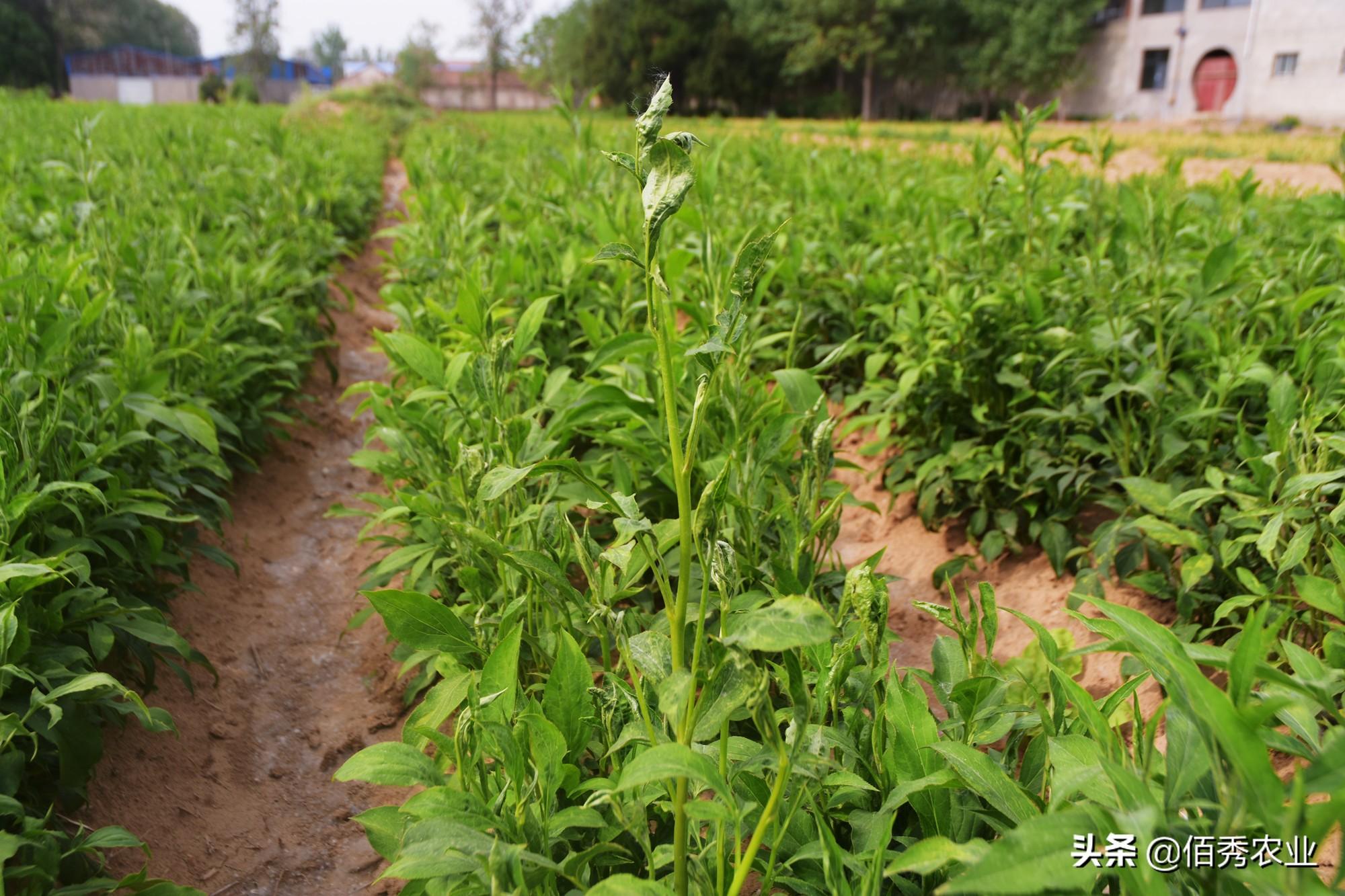 致富种植创业项目_致富种植什么比较赚大钱_冷门致富的种植