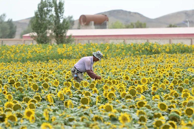 种花致富选什么品种_花卉致富种植高台图片大全_高台种植致富花卉