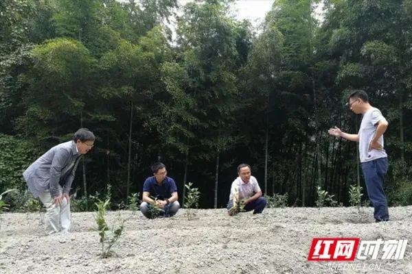 青阳黄精种植致富_青阳黄精种植致富_青阳黄精种植致富