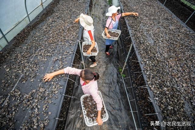 致富经秸秆变废为宝_废弃秸秆种植致富_废弃秸秆的利用