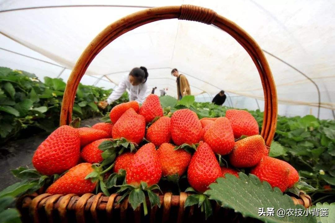 大棚种植草莓管理技术规程_大棚草莓的种植管理技术_大棚种植草莓管理技术要求