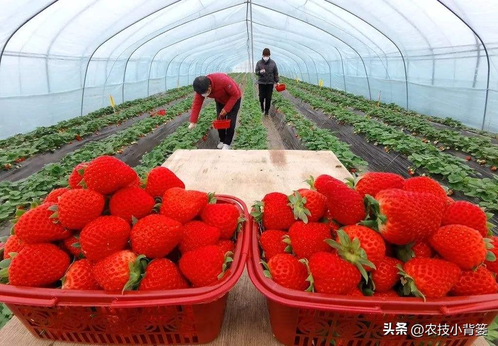 大棚种植草莓管理技术规程_大棚草莓的种植管理技术_大棚种植草莓管理技术要求