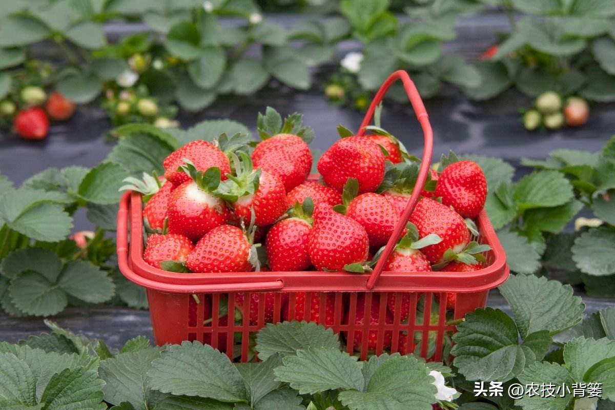 大棚种植草莓管理技术规程_大棚草莓的种植管理技术_大棚种植草莓管理技术要求