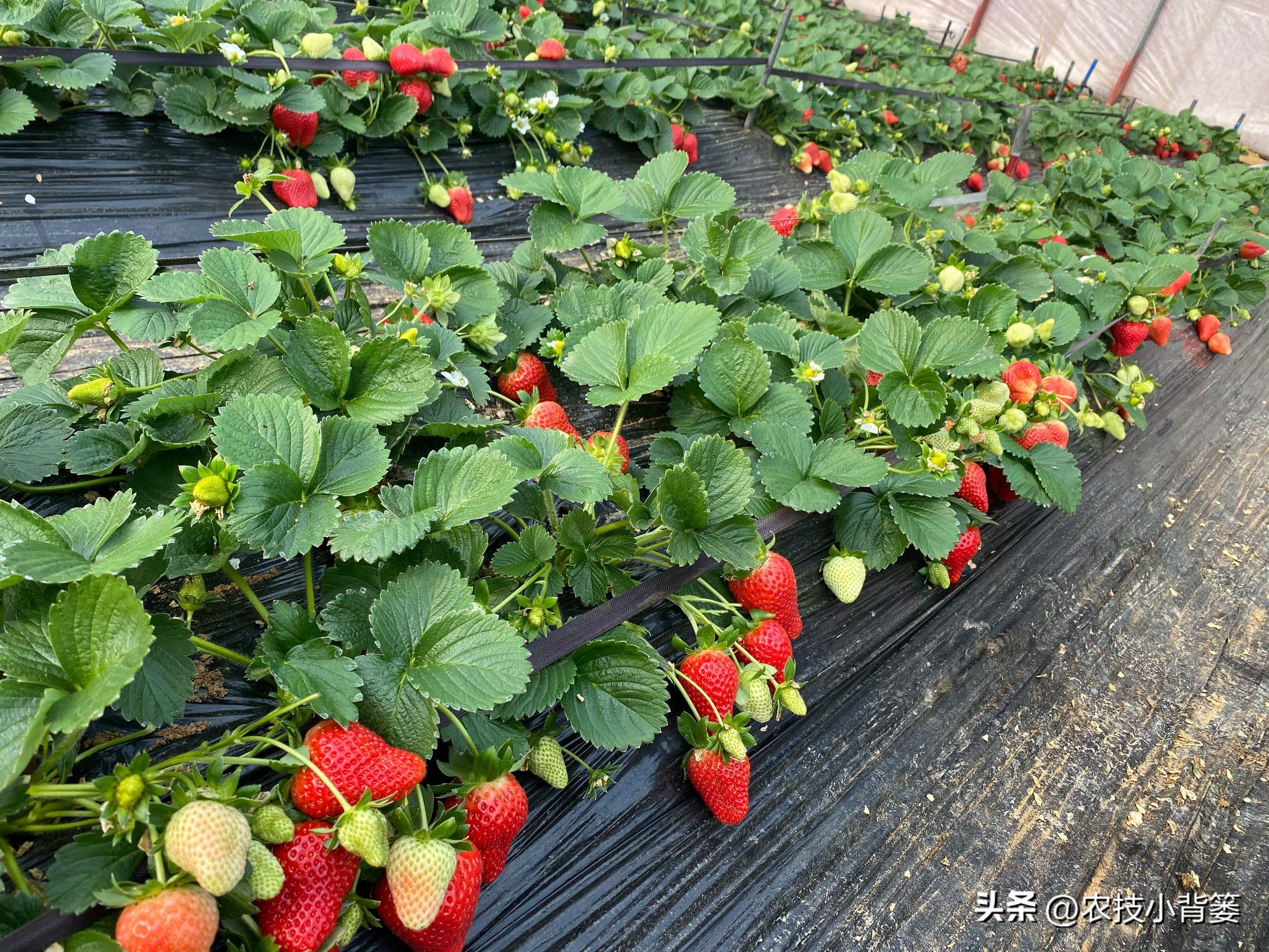 大棚草莓的种植管理技术_大棚种植草莓管理技术要求_大棚种植草莓管理技术规程