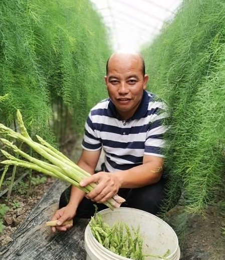 种植芦笋 致富吗_致富种植芦笋视频_致富经芦笋种植视频