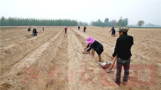 种植芦笋 致富吗_芦笋种植赚钱吗_致富种植芦笋图片