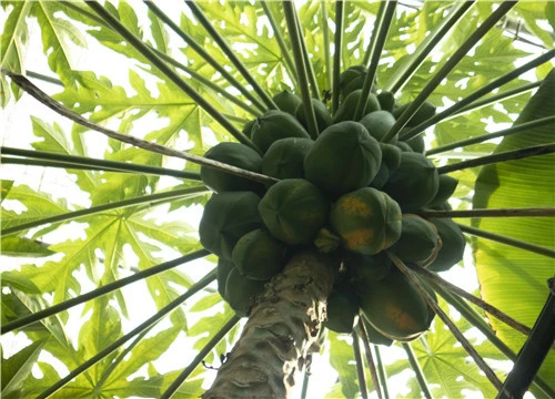 农民种植蔬菜致富_致富蔬菜种植农民图片_种蔬菜致富经