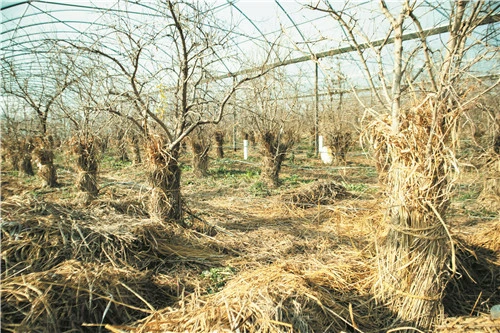 农民种植蔬菜致富_致富蔬菜种植农民图片_种蔬菜致富经