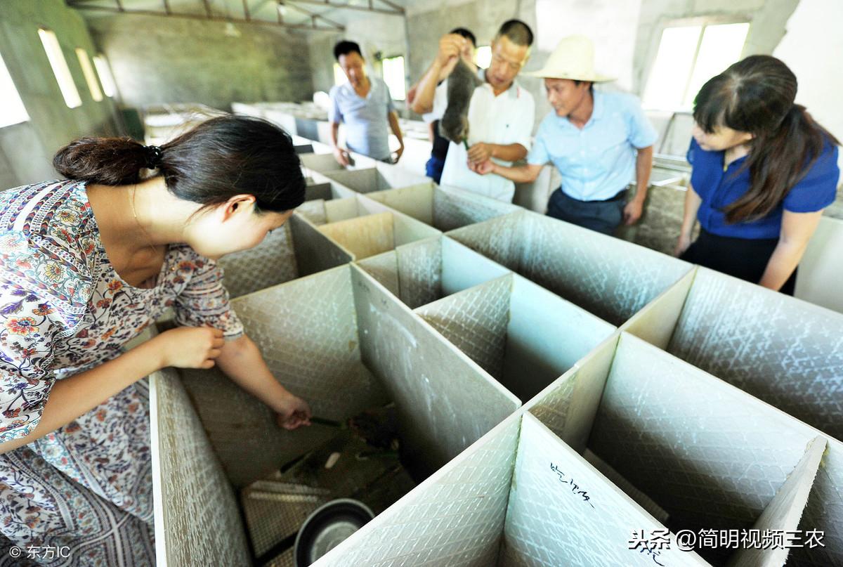 致富经养虫子鸡视频全集_虫子养殖视频大全_致富经虫子的养殖视频