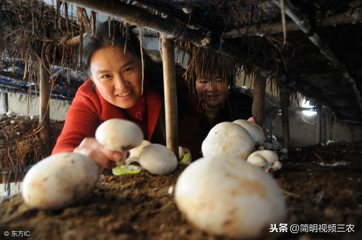 虫子养殖视频大全_致富经养虫子鸡视频全集_致富经虫子的养殖视频