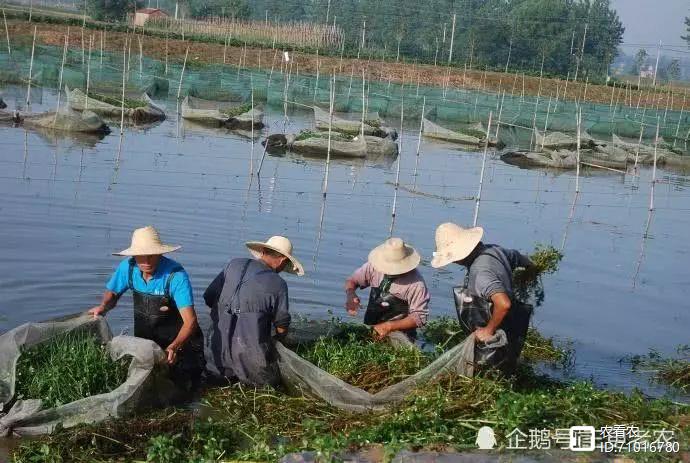 野生虾怎么养活_野生虾养殖技术视频教程_野生虾养殖技术