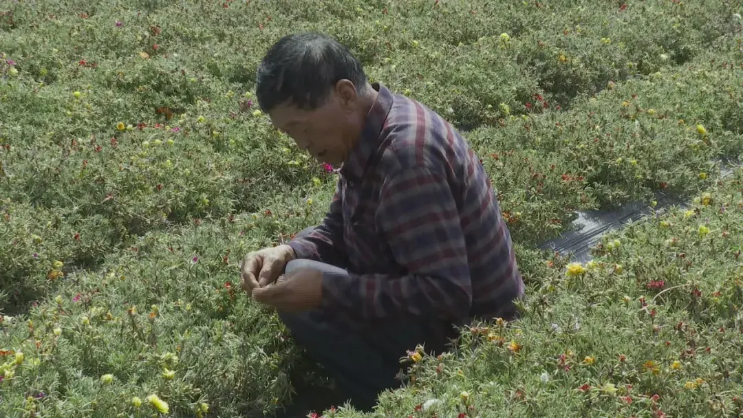 高台种植致富花卉_种花致富经_花卉致富种植高台图片大全