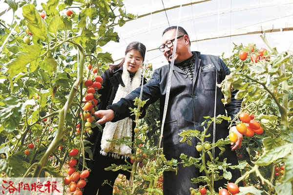 蔬菜种植新闻稿_种植蔬菜致富 新闻_新型致富项目蔬菜