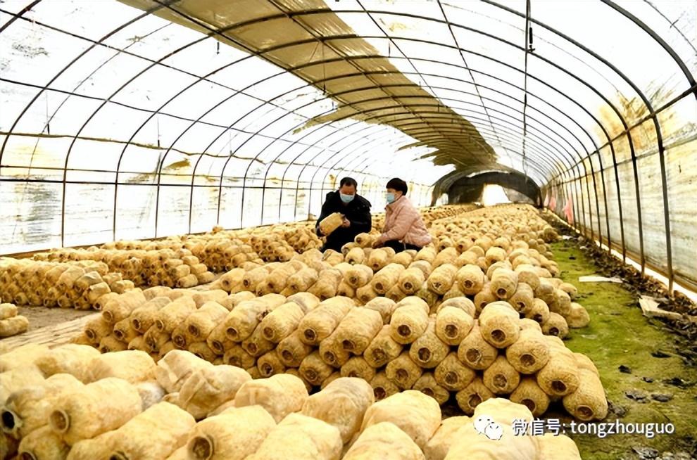 蘑菇种植北京技术指导_北京种植蘑菇技术_北京蘑菇种植培训