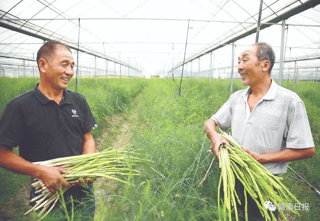 致富蔬菜种植农民图片_农民种植蔬菜致富_种蔬菜致富经