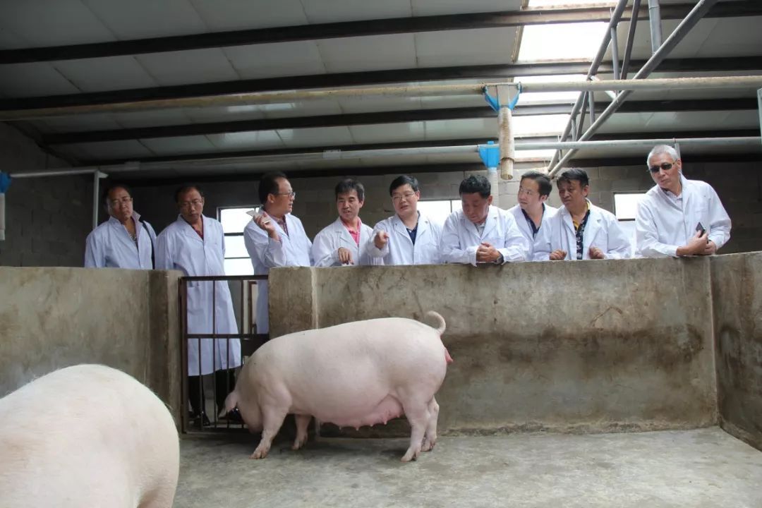 微型鸡养殖致富_微型鸡养殖视频_养鸡致富项目