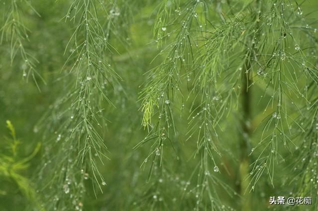 种植芦笋 致富吗_致富经芦笋种植视频_致富种植芦笋图片