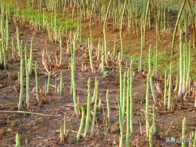 致富经芦笋种植视频_种植芦笋 致富吗_致富种植芦笋图片