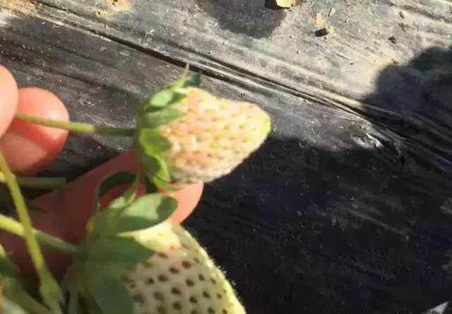 大棚草莓的种植管理技术_大棚种植草莓管理技术视频_大棚种植草莓管理技术要点