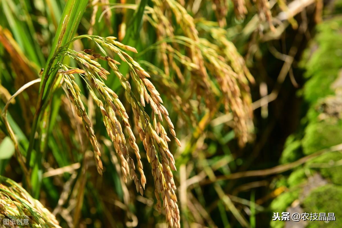 种植技术双季稻的优点_双季稻种植技术_双季稻种植方案