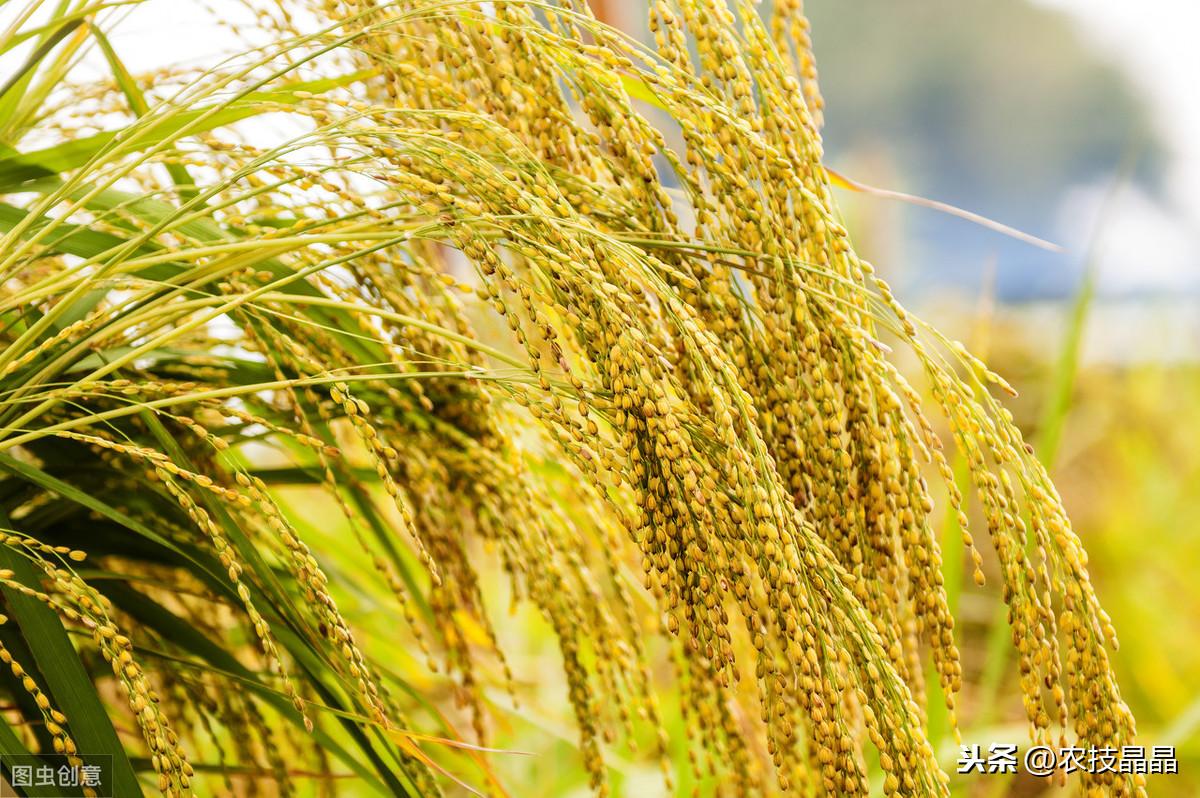 双季稻种植方案_双季稻种植技术_种植技术双季稻的优点