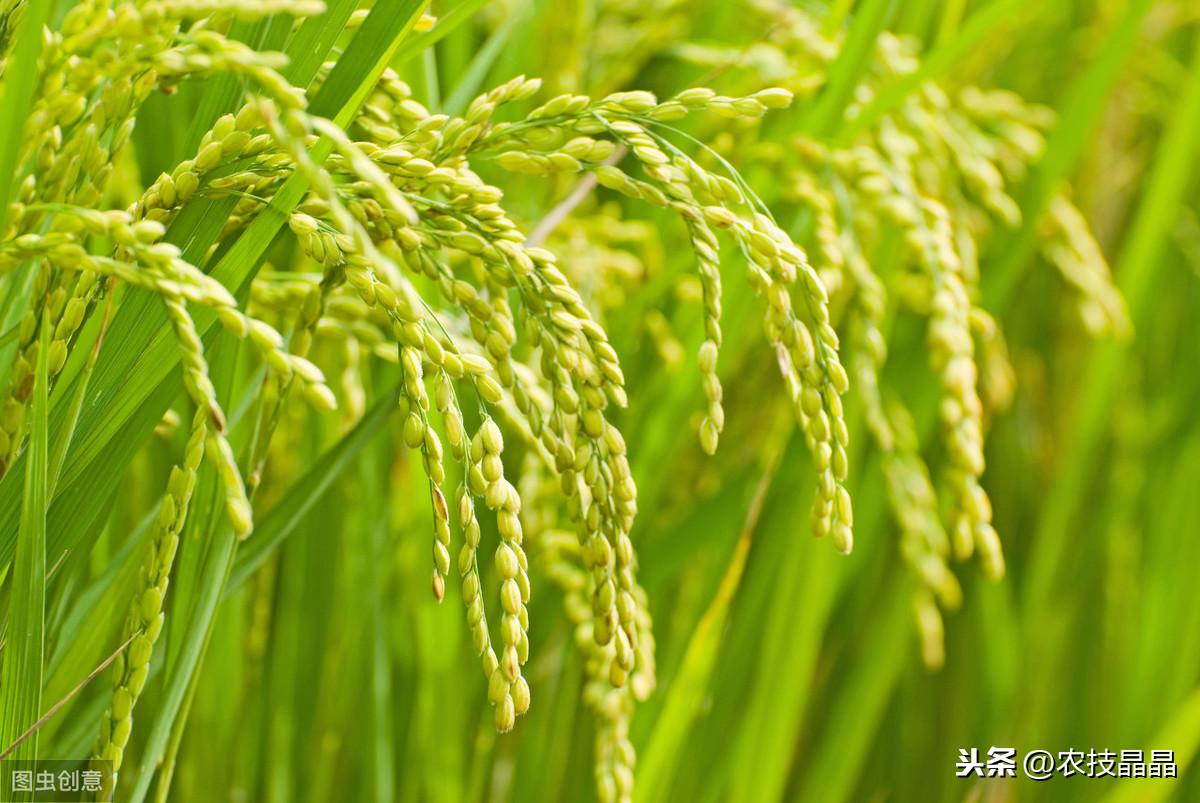 双季稻种植方案_双季稻种植技术_种植技术双季稻的优点