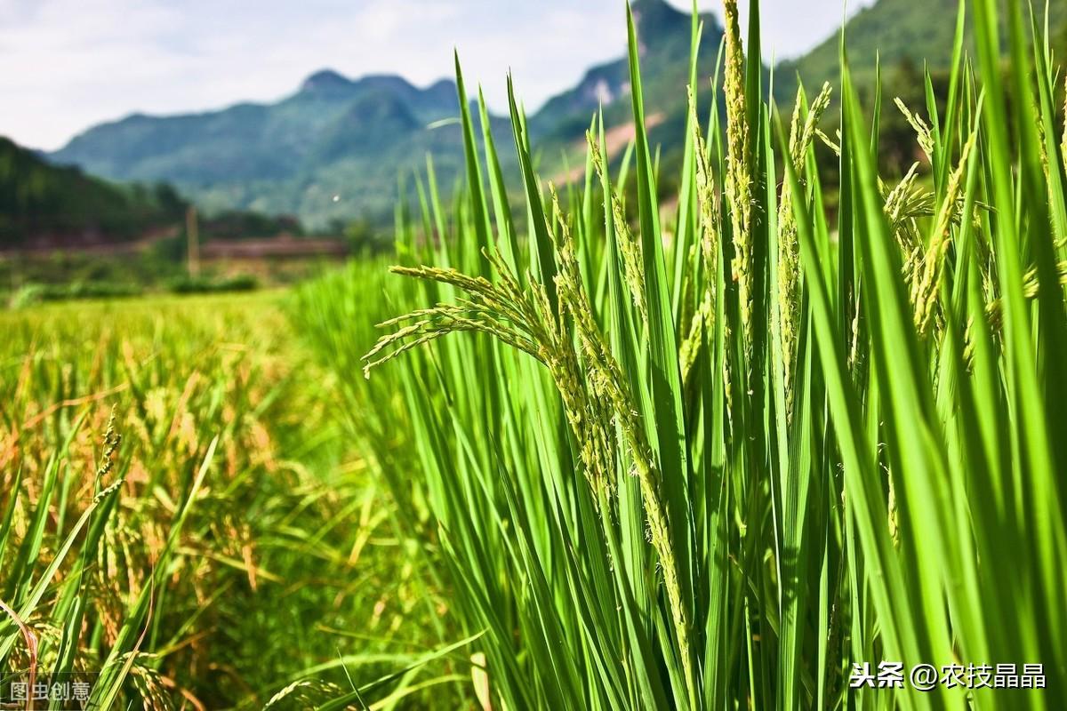 双季稻种植方案_种植技术双季稻的优点_双季稻种植技术