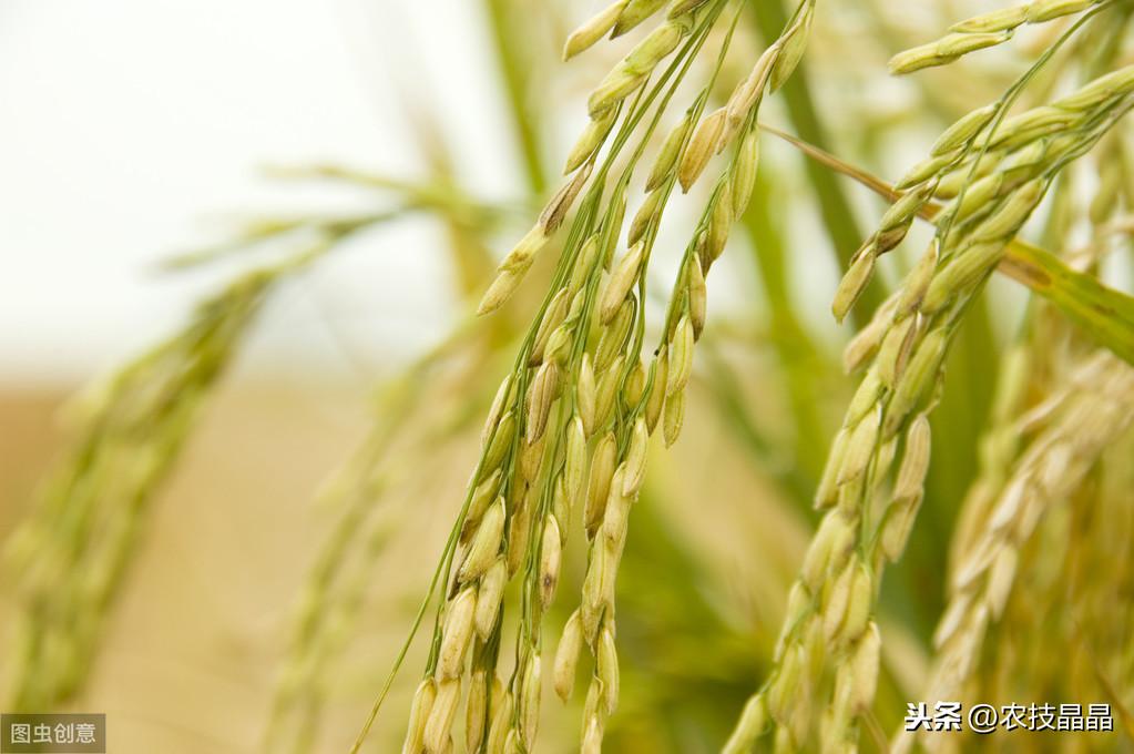 双季稻种植技术_种植技术双季稻的优点_双季稻种植方案