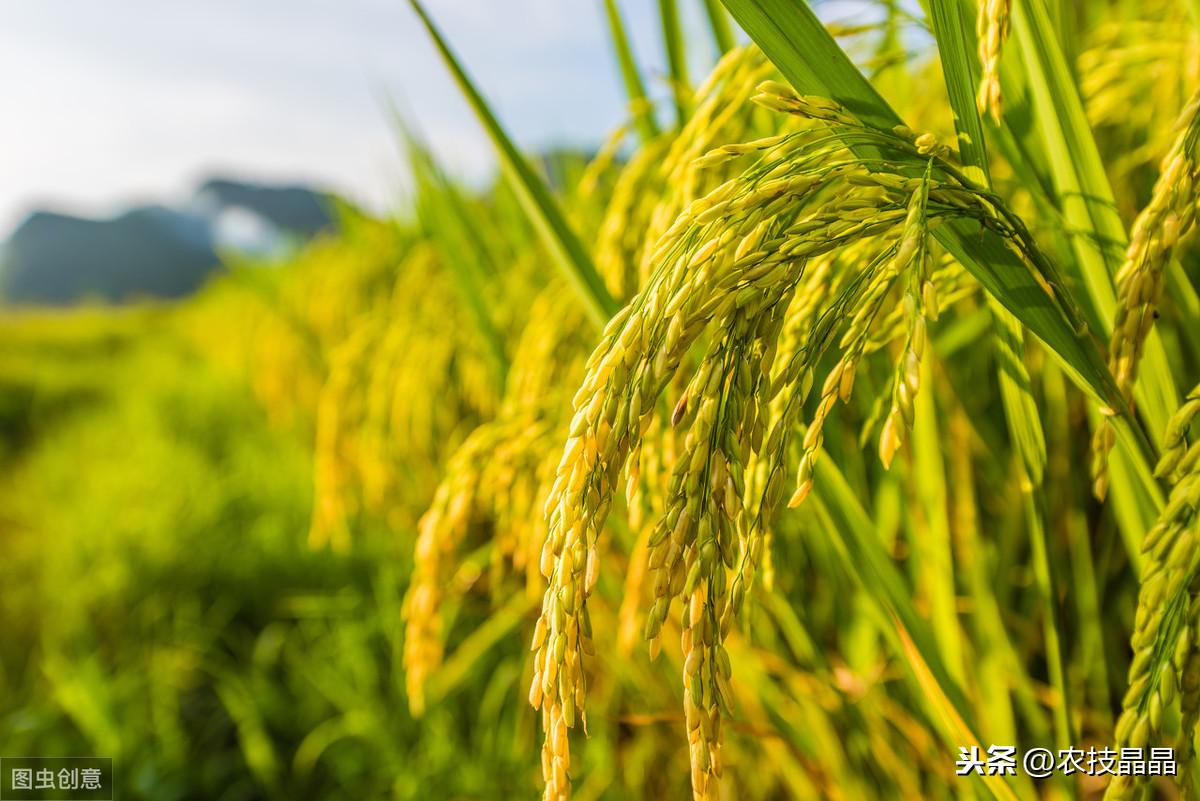 种植技术双季稻的优点_双季稻种植方案_双季稻种植技术